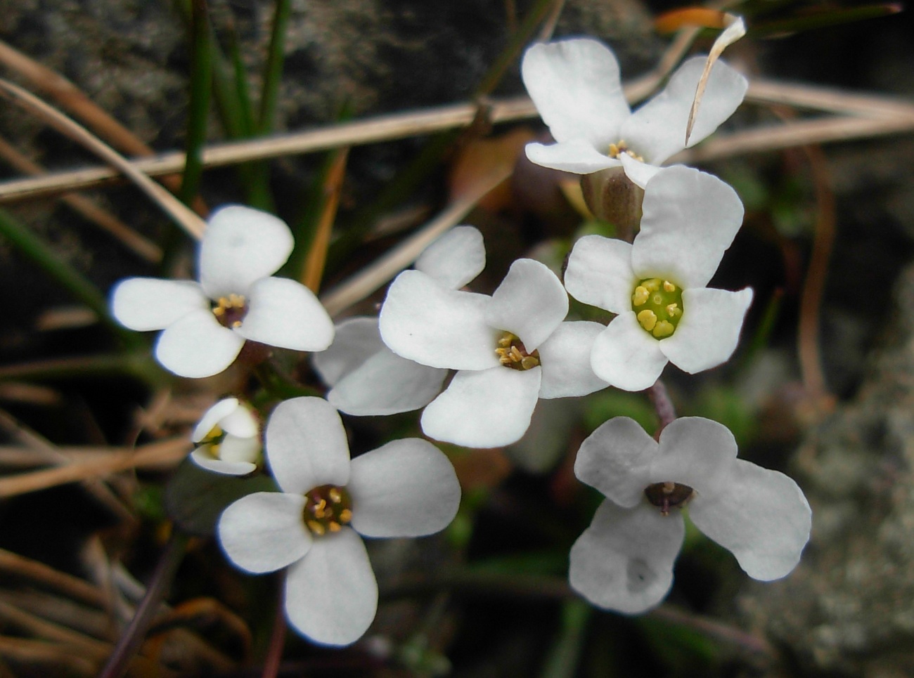 Jonopsidium savianum / Bivonea di Savi